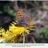 lycaena tityrus female daghestan2